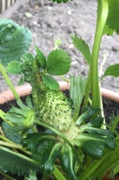 Phyllody in Plants | RHS Advice