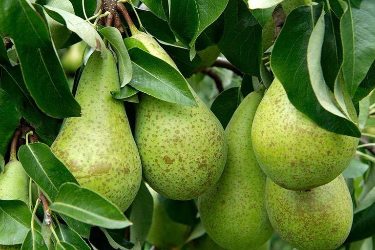 Buy pears at RHSplants.co.uk