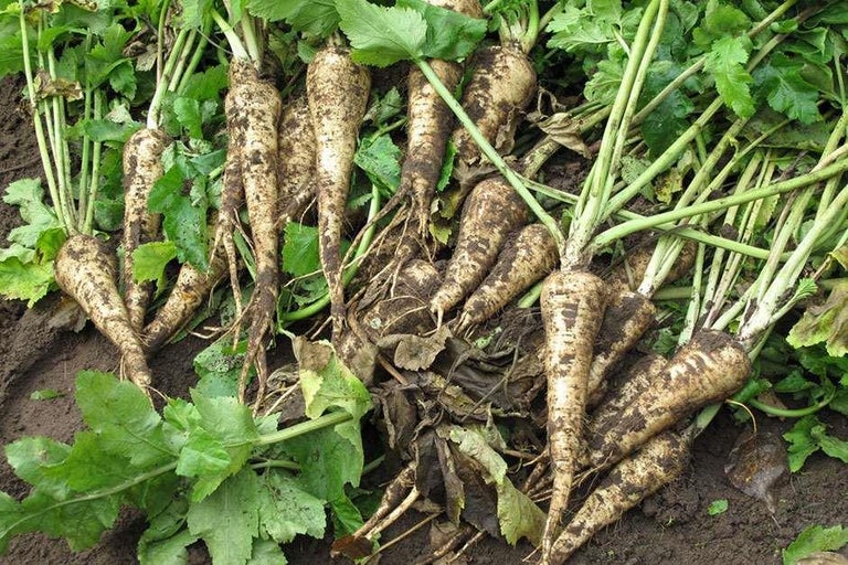 Buy parsnips at RHSplants.co.uk