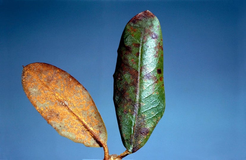 Rhododendron diseases: Symptoms & Control | RHS Advice