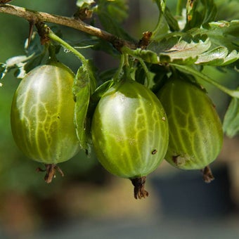 Gooseberries: pruning and training 