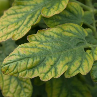 Nutrient deficiencies