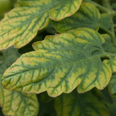 Magnesium deficiency on a tomato