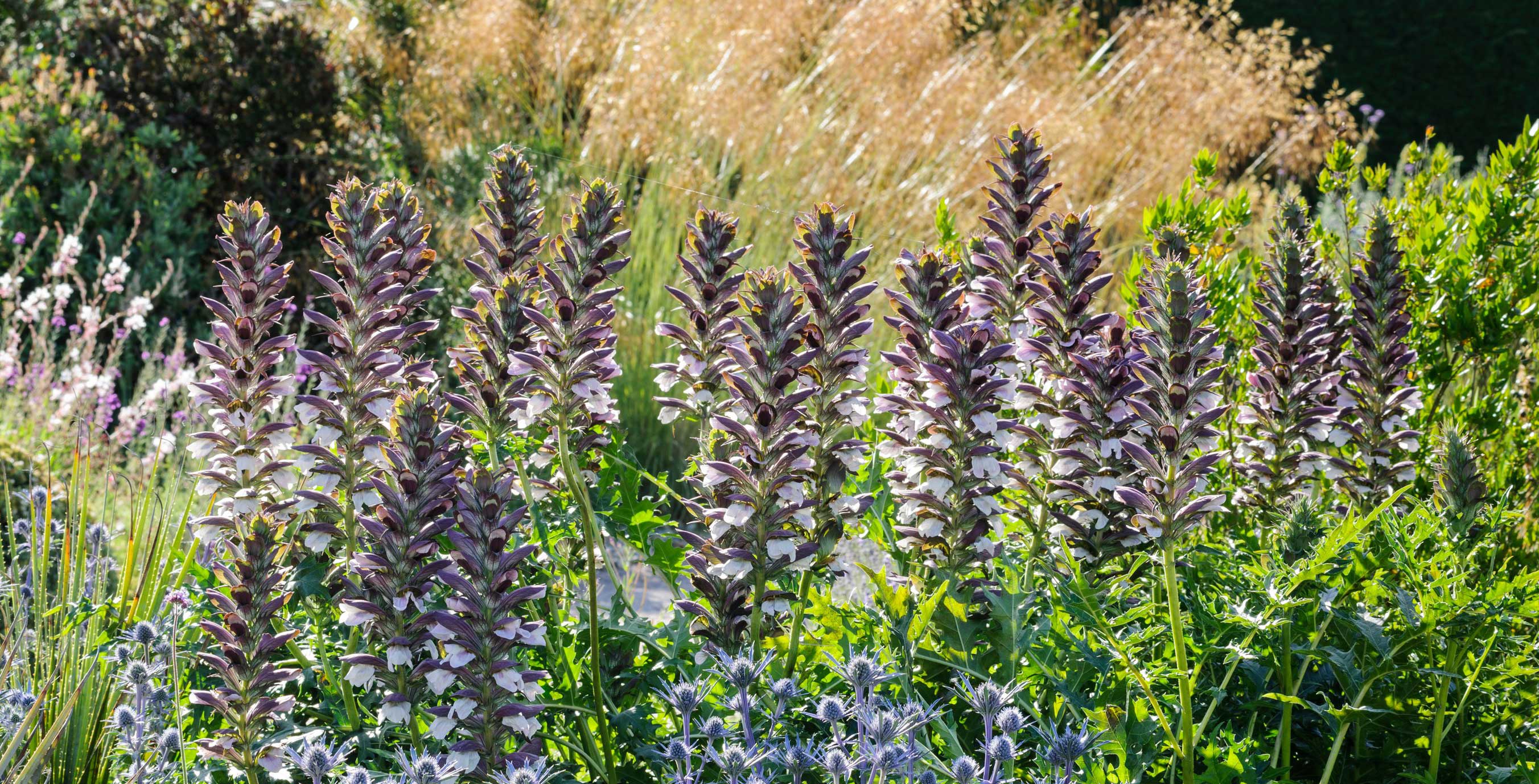 Acanthus / RHS Plant Guide