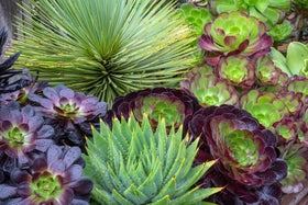 How Plants Lose Water and Stay Balanced | RHS Advice