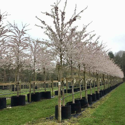 Trees in containers, ready for planting.
