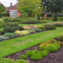 View of shrubby Veronica trial at Wisley. RHS / Rosalyn Marshall