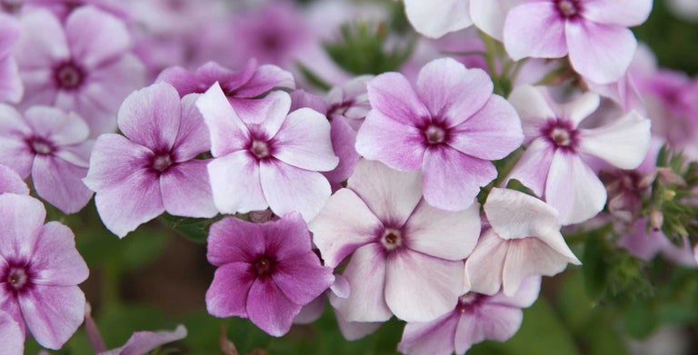 Annual phlox