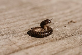 Millipedes