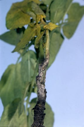 Potato black scurf and stem canker