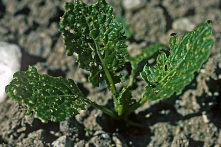 Flea beetles on brassicas and allied plants