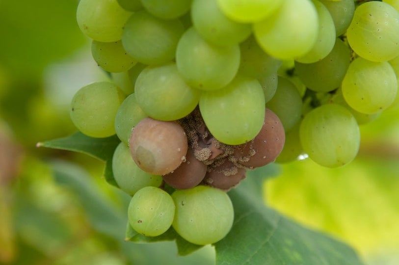 Grapevine diseases: Symptoms, Causes & Control | RHS Advice