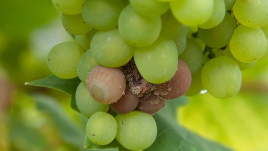Grape Split Defects Grapevine diseases: Symptoms, Causes & Control | RHS Advice