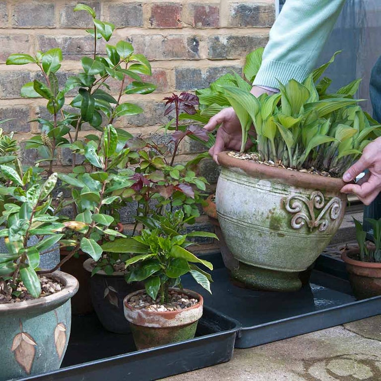 How to plant a hanging basket: Expert Guide | RHS Advice