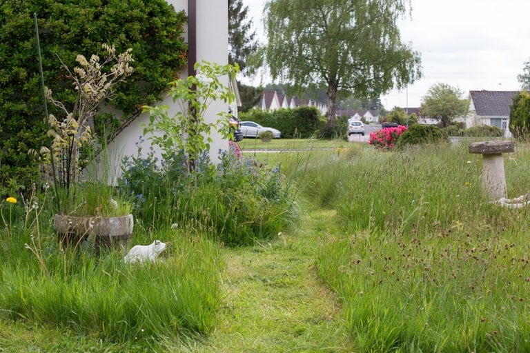 Lawn and mini-meadow habitats