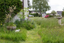 Lawn and mini-meadow habitats