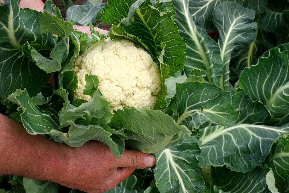 How to grow Cauliflower | RHS Guide