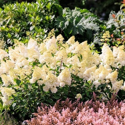 Some plants are less prone to honey fungus