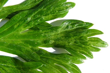 Cucumber mosaic virus