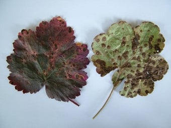Heuchera rust
