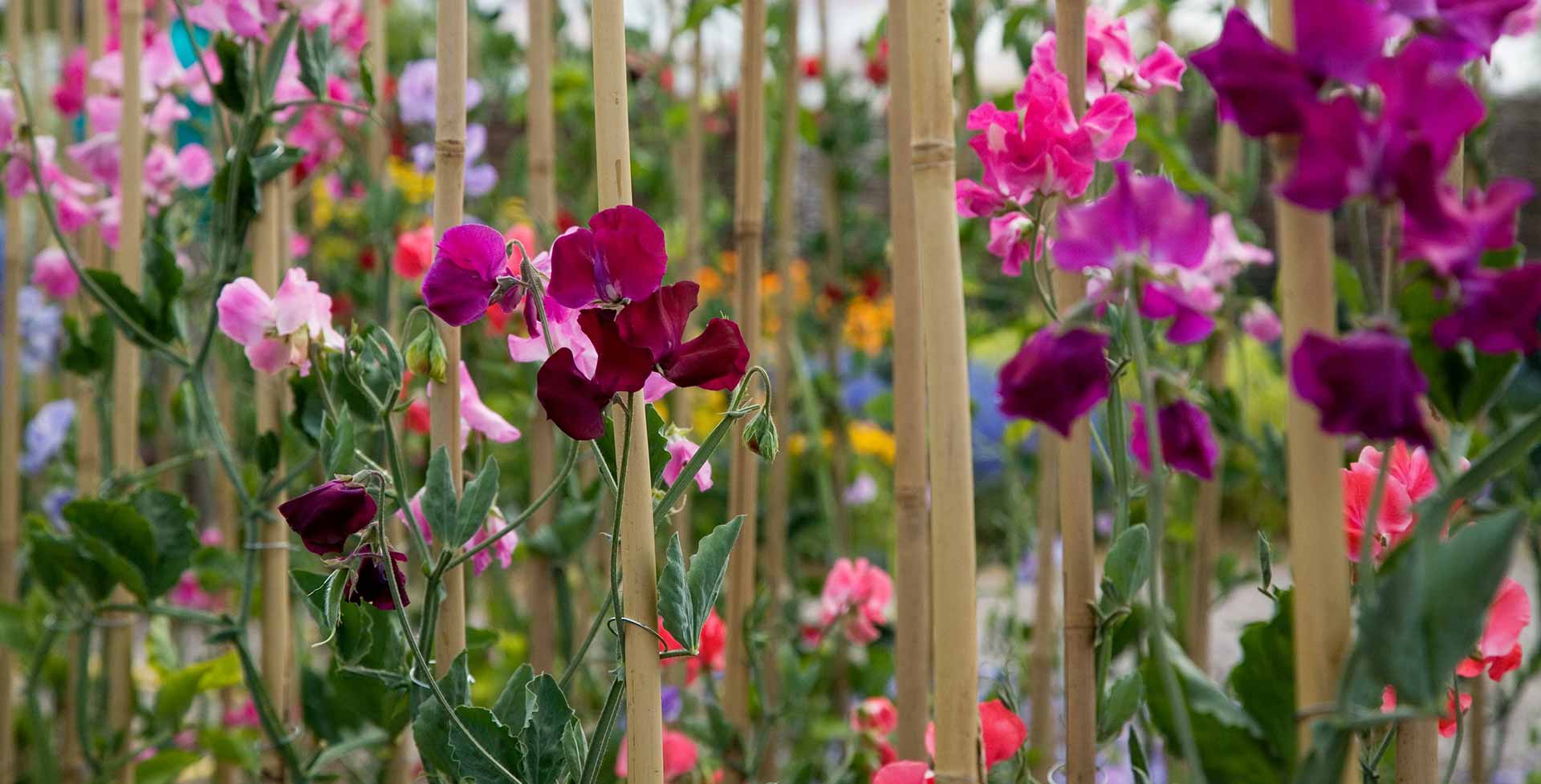 Lathyrus / RHS Plant Guide