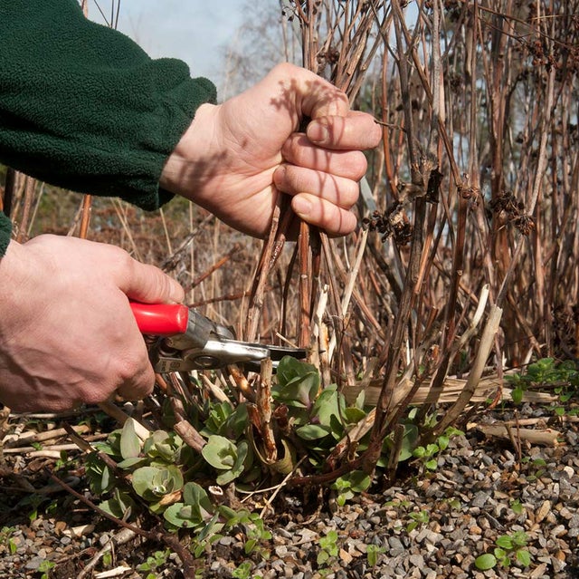 Cut back dead stems before new growth starts