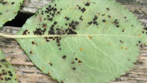 Rust Tree Australia Rash Rust diseases: Symptoms & Control | RHS Advice