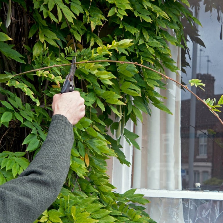 Wisteria: pruning