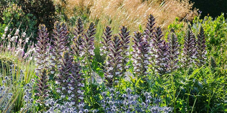 Acanthus / RHS Plant Guide