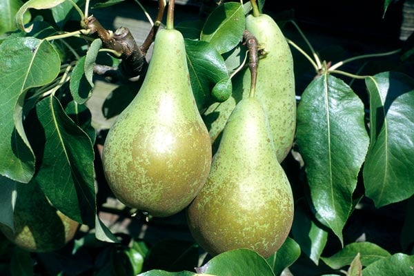 How to grow pears | RHS Guide