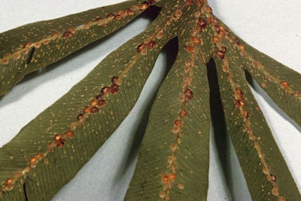 Hemispherical scale (<EM>Saissetia coffeae</EM>) on Climbing fern (<EM>Lygodium circinatum</EM>)