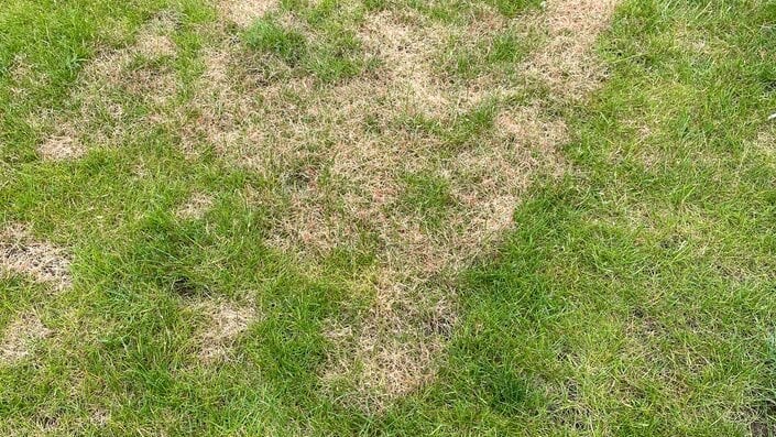 Red Thread Damage Red thread: Symptoms & Control | RHS Advice