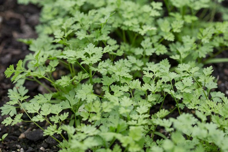 Buy chervil at RHSplants.co.uk