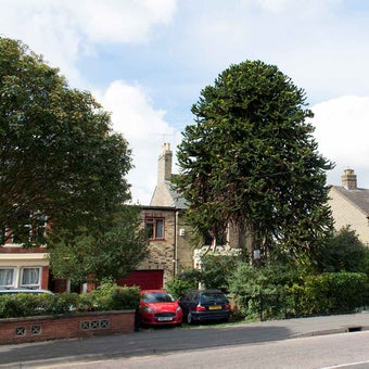 Trees near buildings