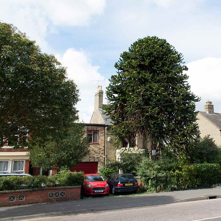 Trees near buildings