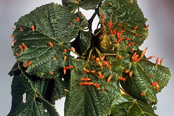 Lime nail gall mite