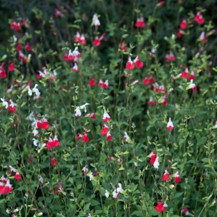 <i>Salvia</i> ‘Hot Lips’