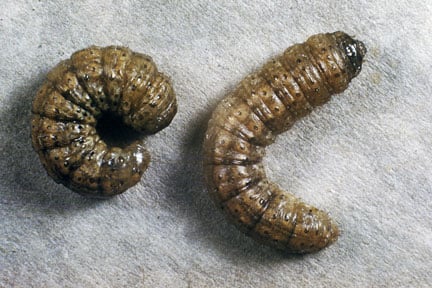 Cutworms