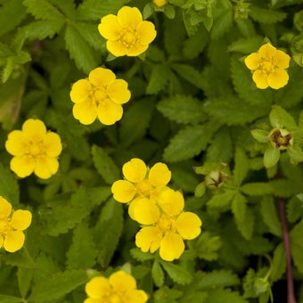 Creeping cinquefoil