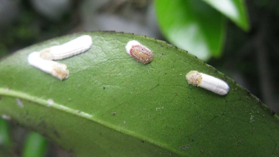 Longan Scale Insect Scale Insects: Identification and Control | RHS Advice