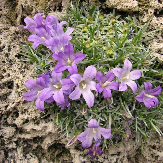 <i>Edraianthus pumilo</i> on tufa rock