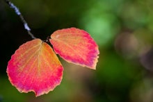 Creating a sensory garden – tips and inspiration