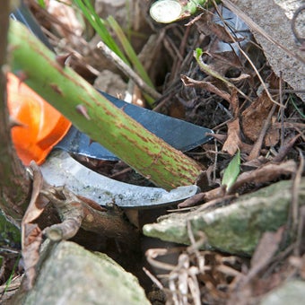 Rose pruning: general tips