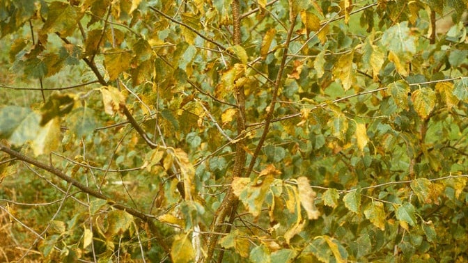 Tree Rusts: Spotting & Treating | RHS Advice