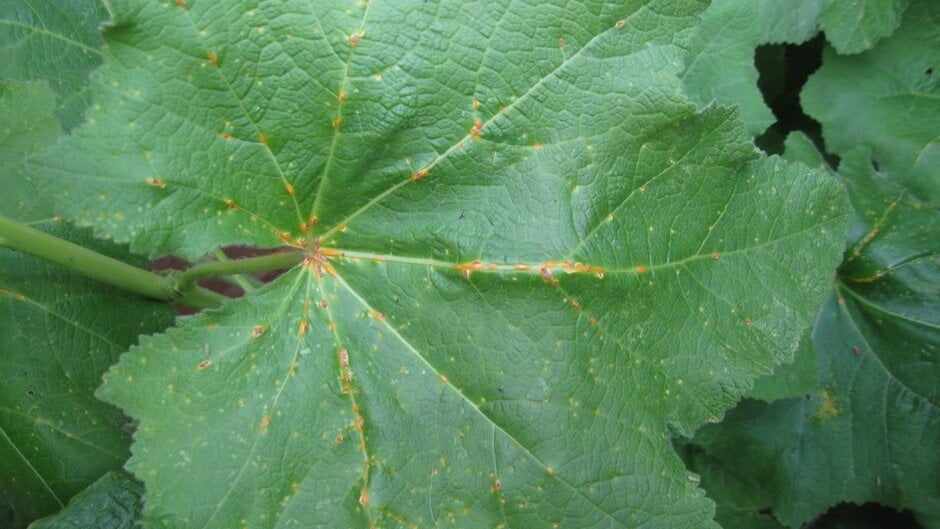 Mustard Rust Rust diseases: Symptoms & Control | RHS Advice