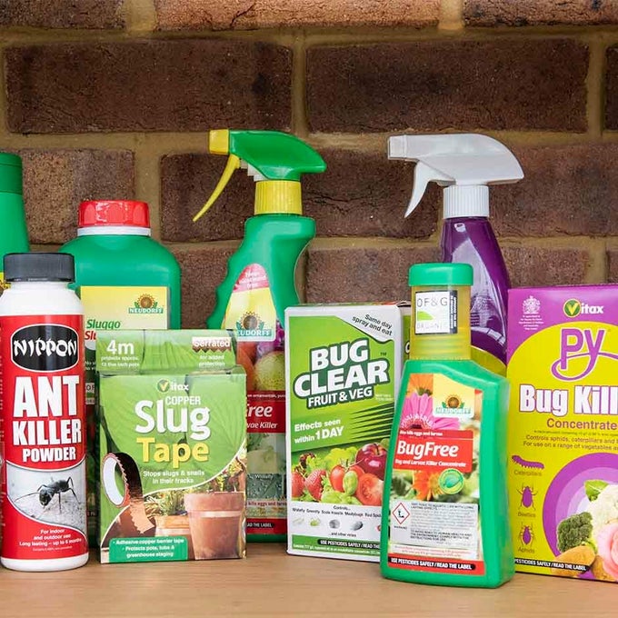 Soft Scale Insects: Identification and Control | RHS Advice