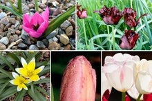 Tulips by position in the garden