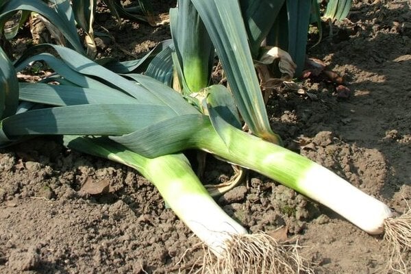 ‘Blauwgroene Winter’ – Bandit AGM