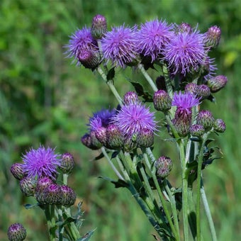 Creeping thistle 