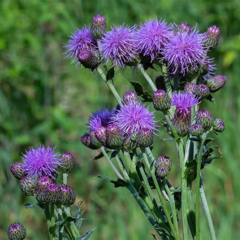 Creeping thistle 